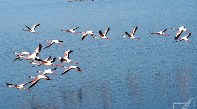 Park Narodowy Jezioro Nakuru i flamingi