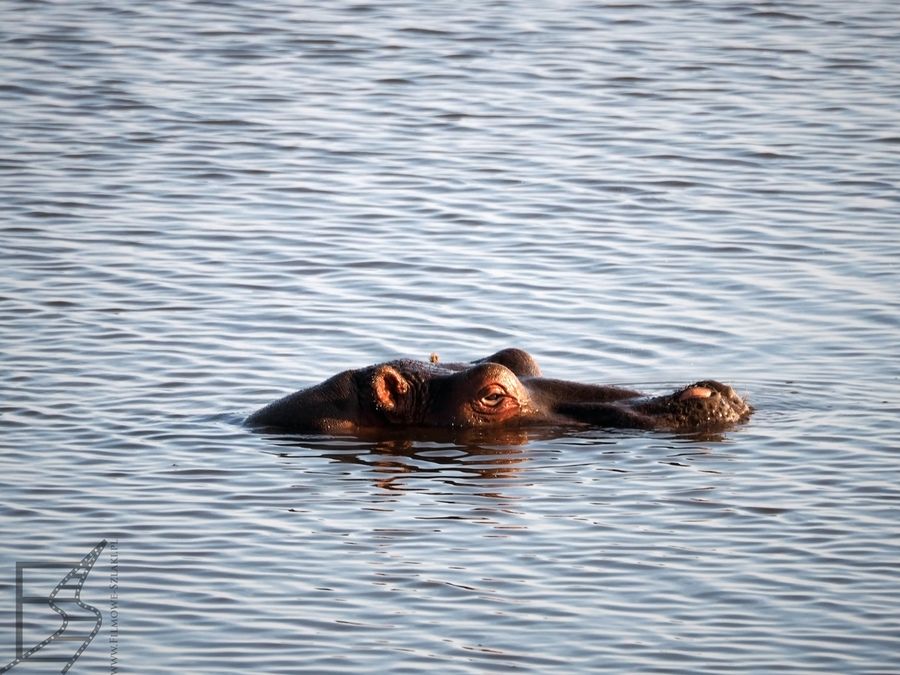 Hipopotam w jeziorze Nakuru
