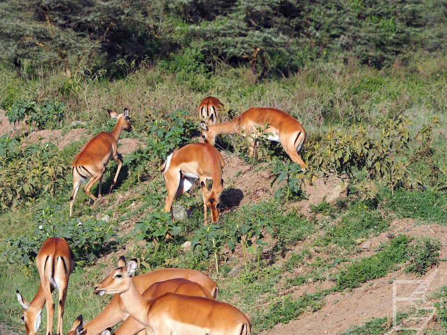 Impala zwyczajna (Aepyceros melampus)