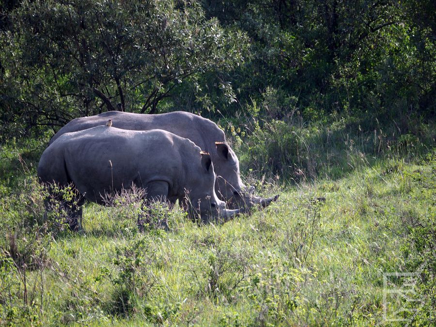 Nosorożce białe w Nakuru