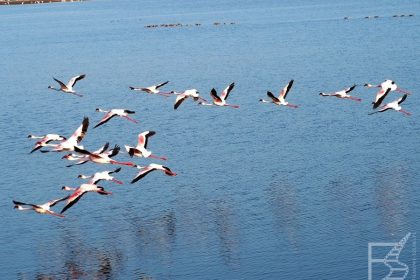 Jezioro Nakuru