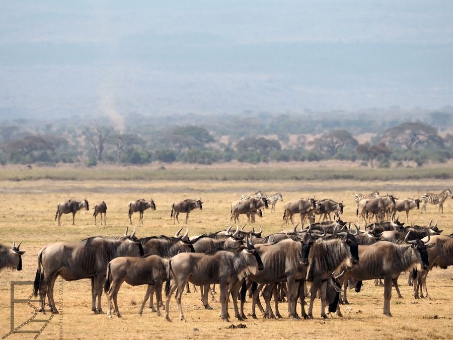 Gnu w Amboseli