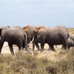 Słonie w Amboseli