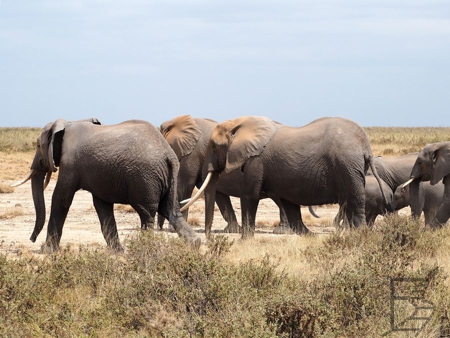 Słonie w Amboseli
