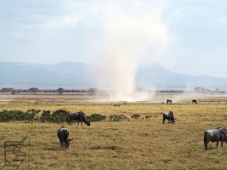 Trąba powietrzna to dość częste zjawisko w Amboseli