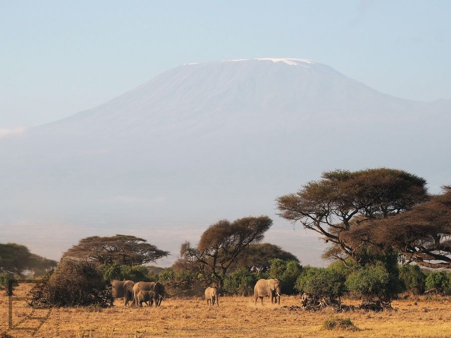 Najbardziej ikoniczny widok w Amboseli. Kilimandżaro i słonie