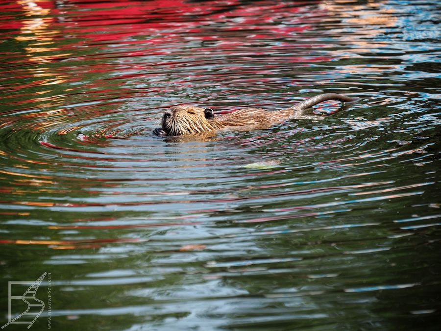 Nutria amerykańska (Myocastor coypus) zadomowiła się w Spreewaldzie i się tu rozmnaża