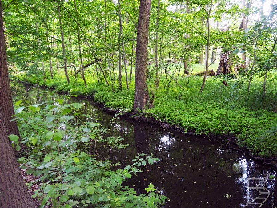 Spreewald to także ścieżki leśne, oczywiście przecinane kanałami