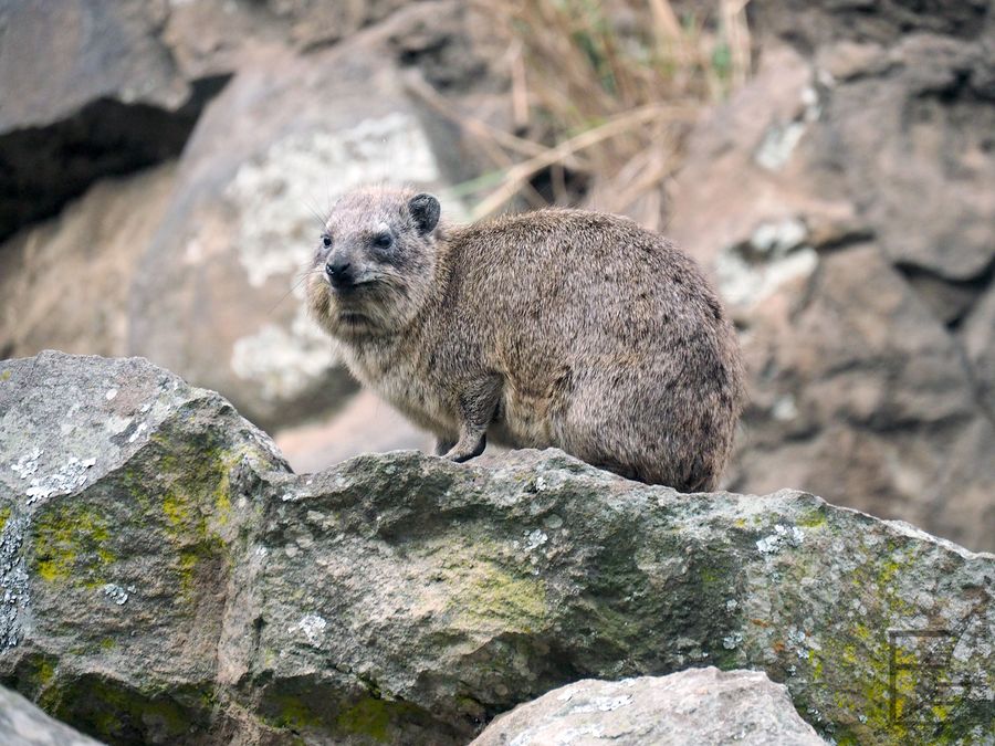 Góralek skalny (Procavia capensis, ang. Rock hyrax)