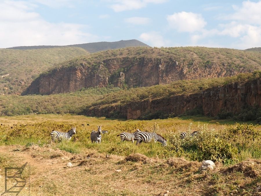 Zebry stepowe (Equus quagg, ang. Plains zebra) w Parku Narodowym Hell's Gate
