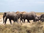 Słonie w Amboseli