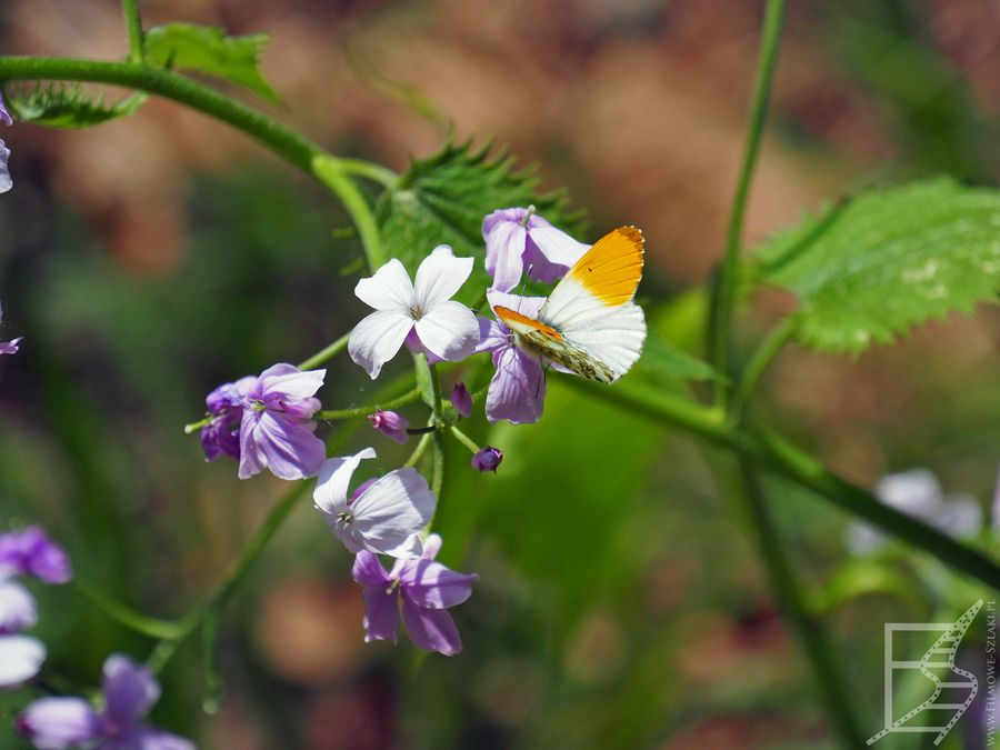 W Risnjak jednak najłatwiej zobaczyć jest owady, np. motyle jak Zorzynek rzeżuchowiec (Anthocharis cardamines)