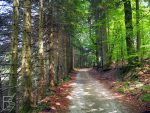 Park Narodowy Risnjak