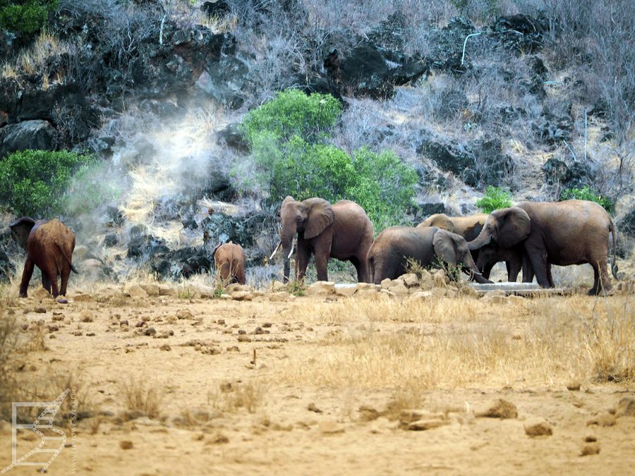 Słonie w Tsavo West