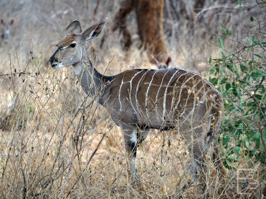 Kudu małe (Ammelaphus imberbis) w Tsavo West