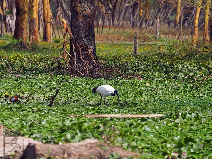 Ibis czczony (Threskiornis aethiopicus), jezioro Naivasha
