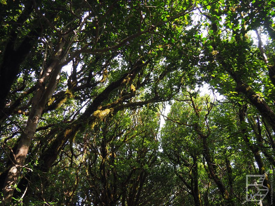 Las wawrzynowy, El Pijaral