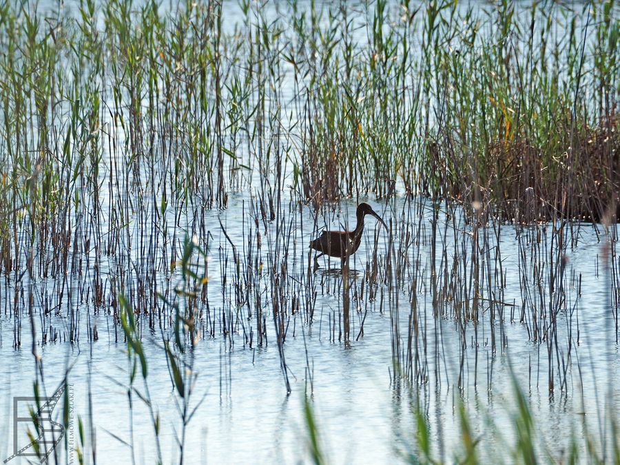 PODA to doskonałe miejsce do obserwacji wodnych ptaków (jak ibis)