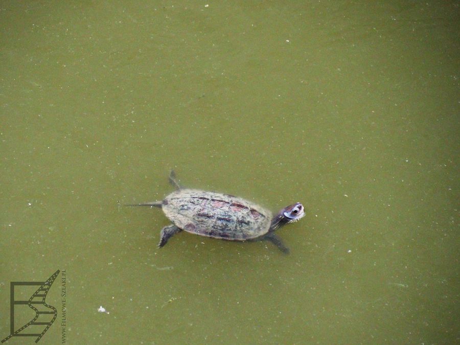 W fosie przy zamku pływają żółwie