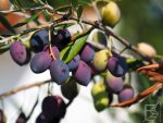 Oliwka europejska, w Oleastro Olive Park