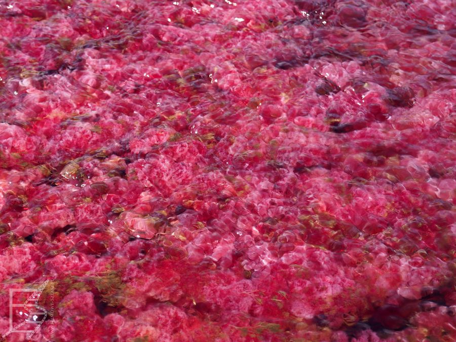 Macarenia clavigera porasta rzekę Caño Cristales tworząc czerwone "dywany"