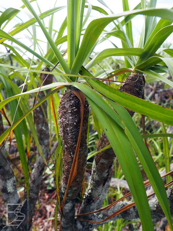 Vellozia tubiflora, czyli roślina odporna na ogień