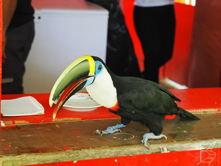 Tukan białogardły (Ramphastos vitellinus culminatus , ang. Yellow-ridged toucan). Jest to podgatunek gatunku tukan żółtogardły (Ramphastos vitellinus, ang. Channel-billed toucan) 