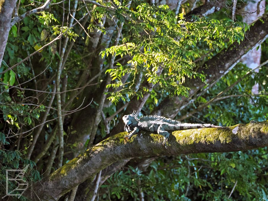 Legwan zielony (Iguana iguana, ang. Green iguana)