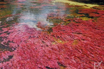 Caño Cristales