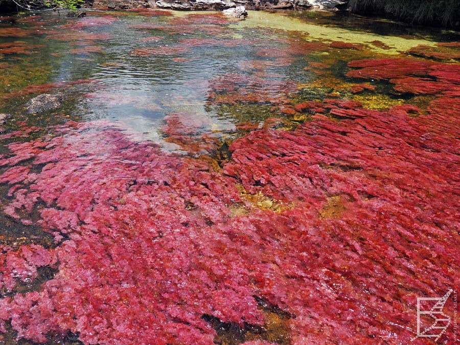 Caño Cristales