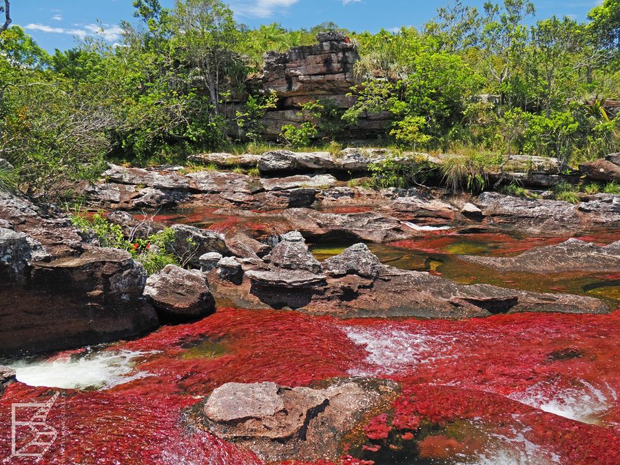 Niebo, zieleń, skały, woda i czerwone rośliny - Caño Cristales, Kolumbia
