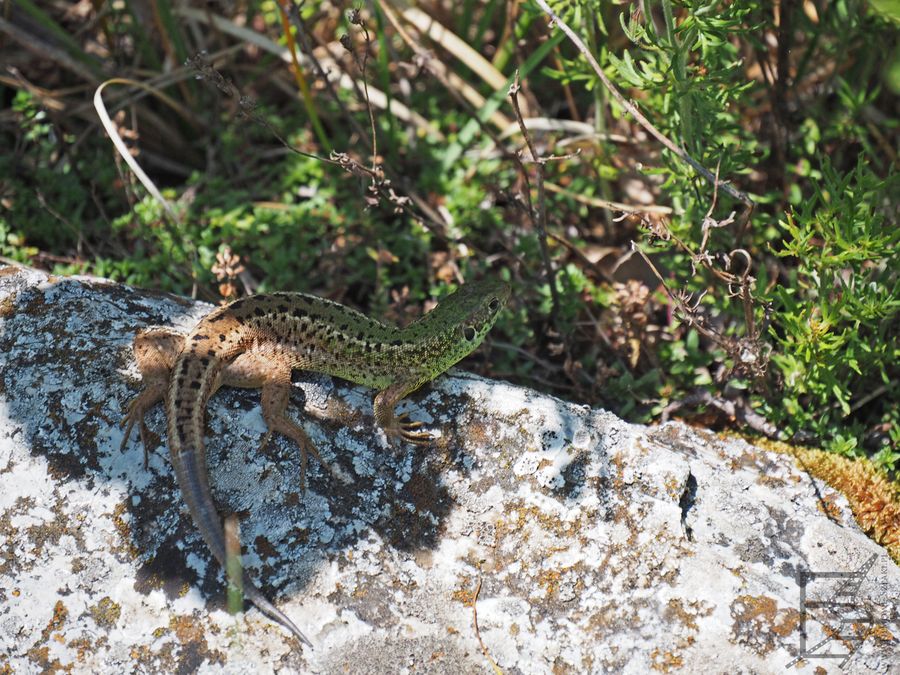 Jaszczurka zwinka (Lacerta agilis, ang. sand lizard) w Sinite Kamani