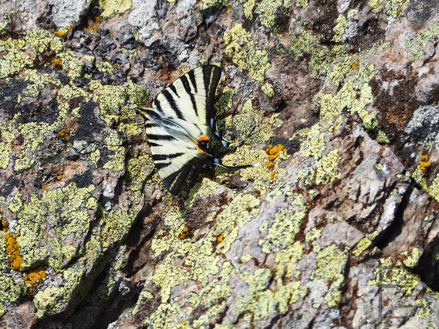 Paź żeglarz albo żeglarek (Iphiclides podalirius, ang. scarce swallowtail lub sail swallowtail)