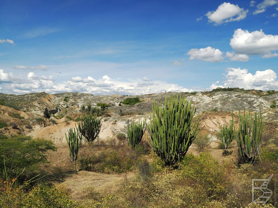 Kaktusy na pustyni Tatacoa