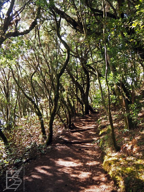 Ścieżka przez las wawrzynowy