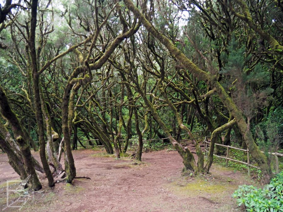 Okolice La Laguna Grande to możliwość przejścia się leśną ścieżką