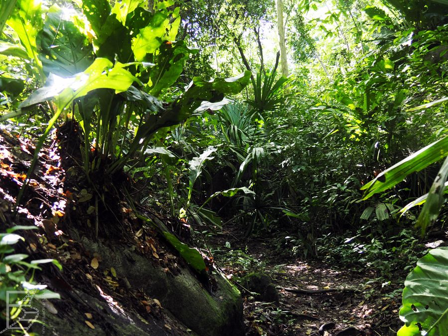 Park Tayrona, ścieżka boczna