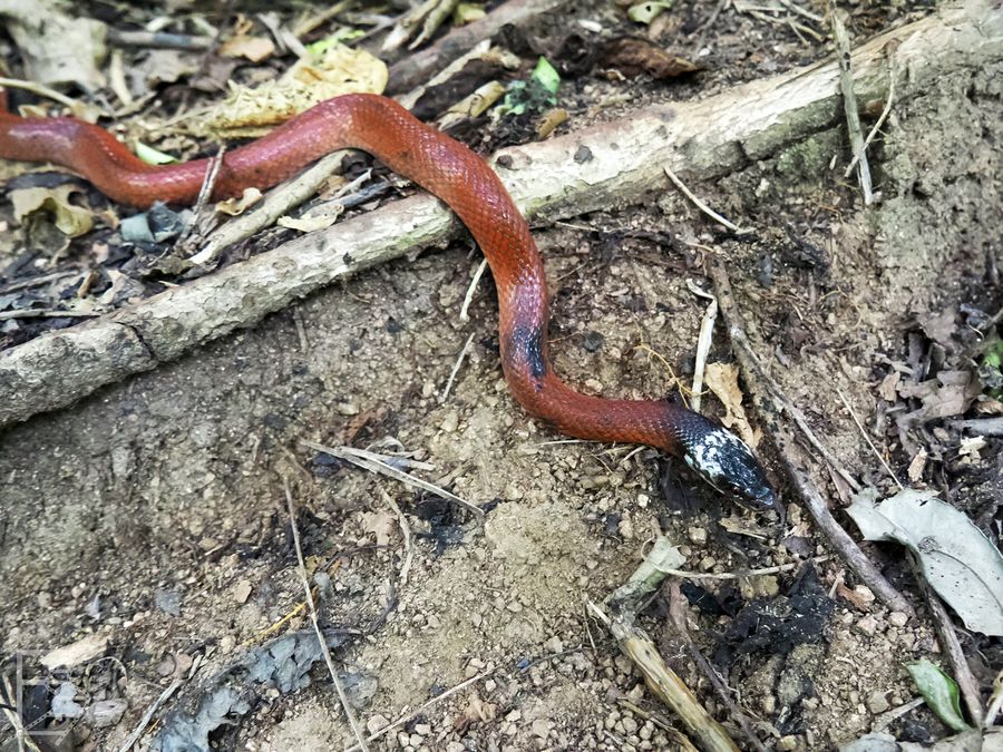 Drepanoides anomalus, wąż z podrodziny Ślimaczarzy. Nie jest jadowity. To popularny gatunek występujący w Kolumbii i okolicach Amazonii