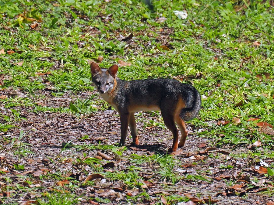 Kojot preriowy (Canis latrans goldmani, ang. Coyote) w Tikal