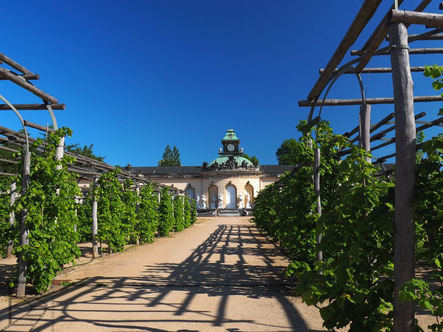 Ogrody pałacu Sanssouci miały być praktyczne, stąd winorośla