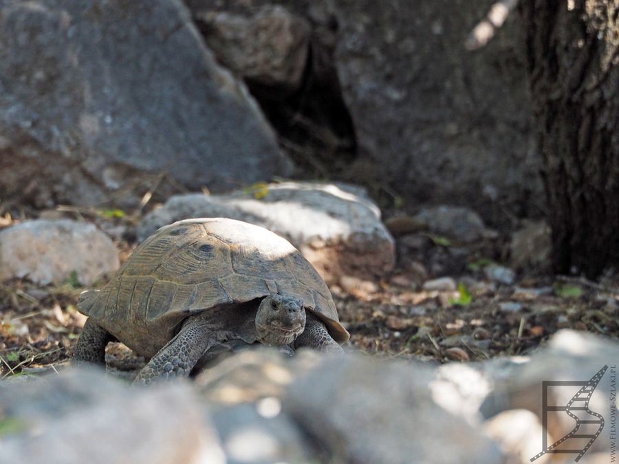 Żółw śródziemnomorski (Testudo graeca, ang. Greek tortoise lub spur-thighed tortoise) na wyspie. Jest to gatunek spokrewniony z żółwiem greckim.