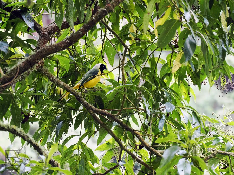 Modrowronka zielona lub urakka zielon (Cyanocorax yncas, ang. Inca jay lub Querrequerre) to jeden z popularniejszych gatunków ptaków w tej części Ameryki Południowej. Występuje wzdłuż pas Andów.