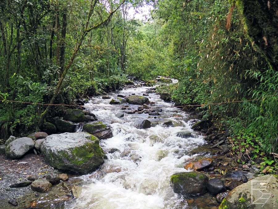 Boczne szlaki w dolinie Cocora oferuję bardziej naturalne klimaty