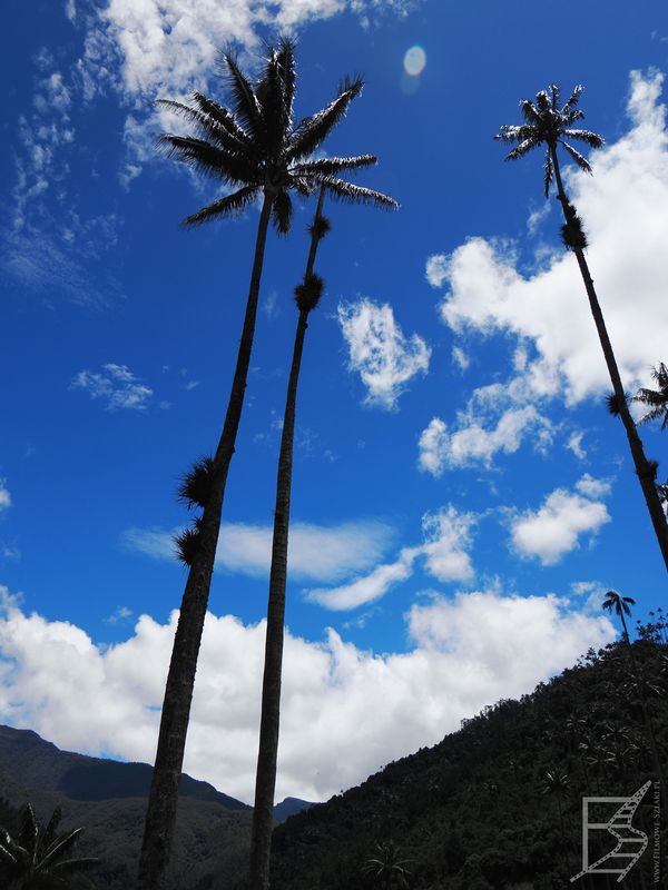 Palma woskowa to najwyższa roślina jednoliścienna (i tym samym najwyższa plama)