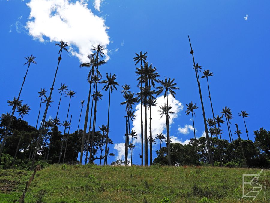 Palmy woskowe w dolinie Cocora robią niesamowity klimat