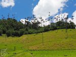 Dolina Cocora