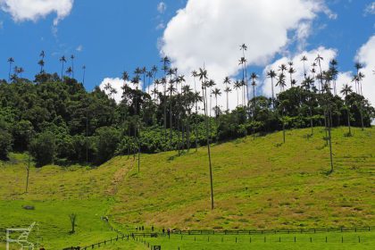 Dolina Cocora