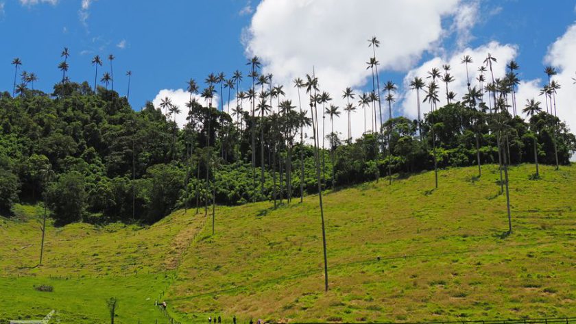 Dolina Cocora
