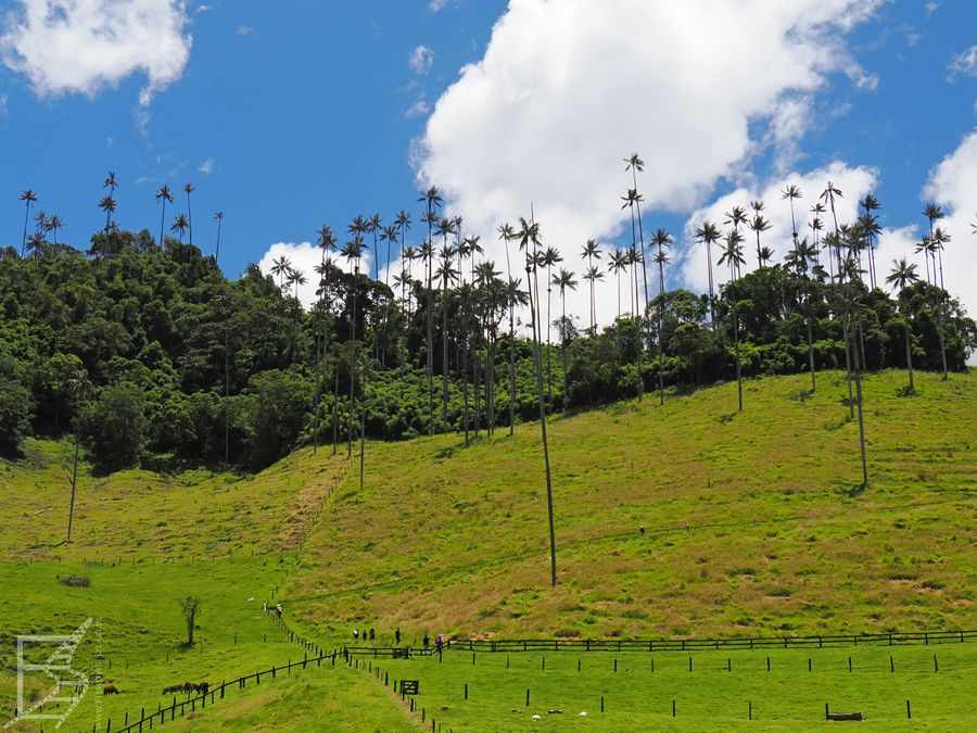 Dolina Cocora