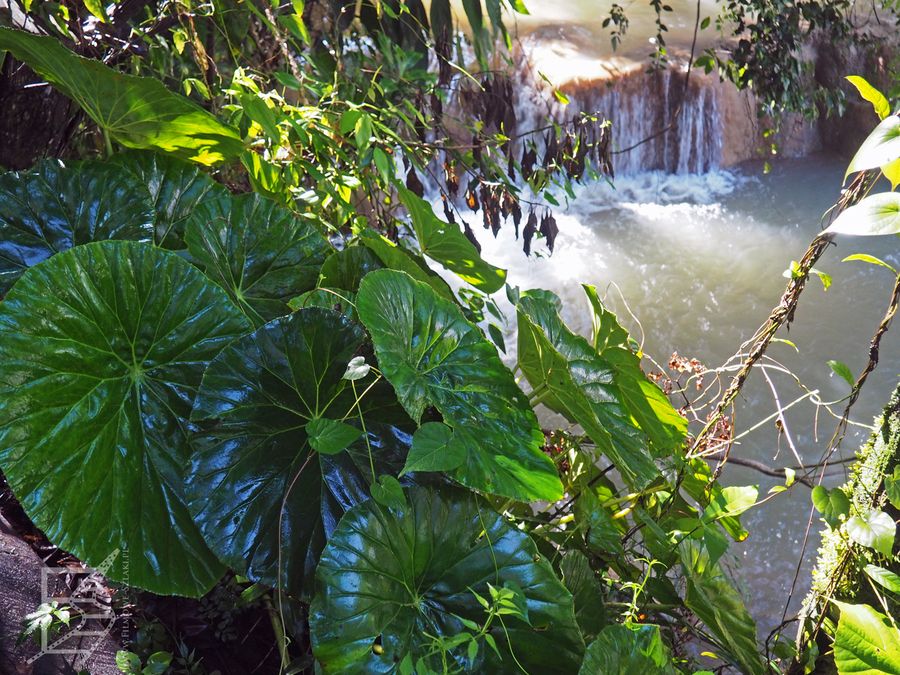 Okolica Agua Azul łączy turystykę z rezerwatem biosfery